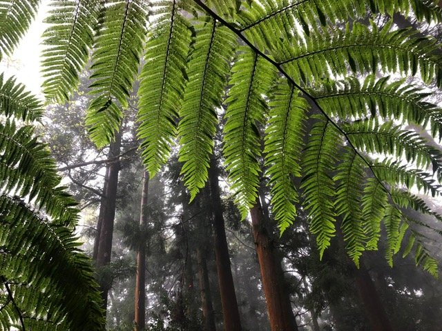 Forêt de fougères apaisante, symbolisant la botanique et la relaxation pour le bien-être et la réduction du stress.